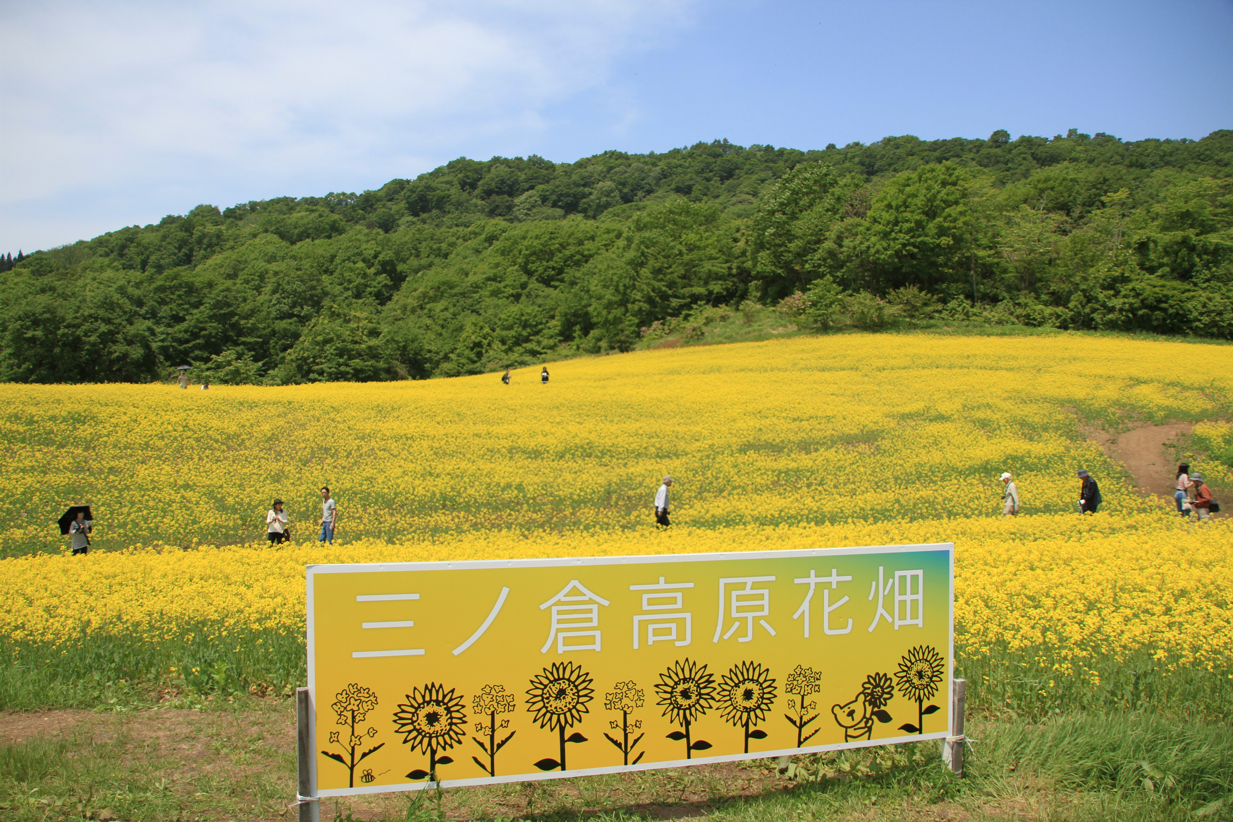 三ノ倉高原の菜の花畑は絶景でした 喜多方市観光スポット 珍福穴福 福島県穴場観光ならおまかせ