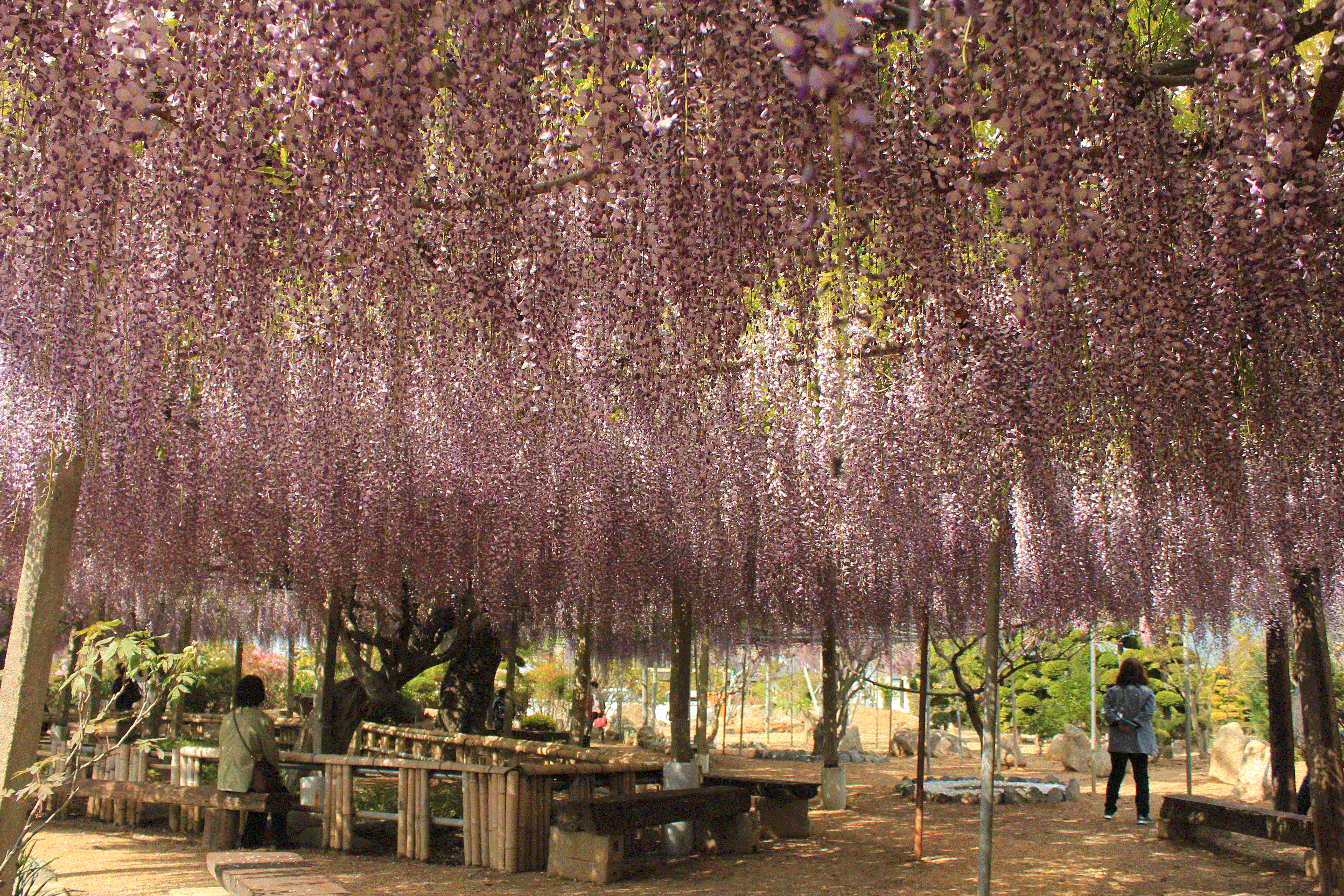 かなり綺麗です 吉美根ふじ園のふじ棚 須賀川市 花の綺麗なスポット 珍福穴福 福島県穴場観光ならおまかせ