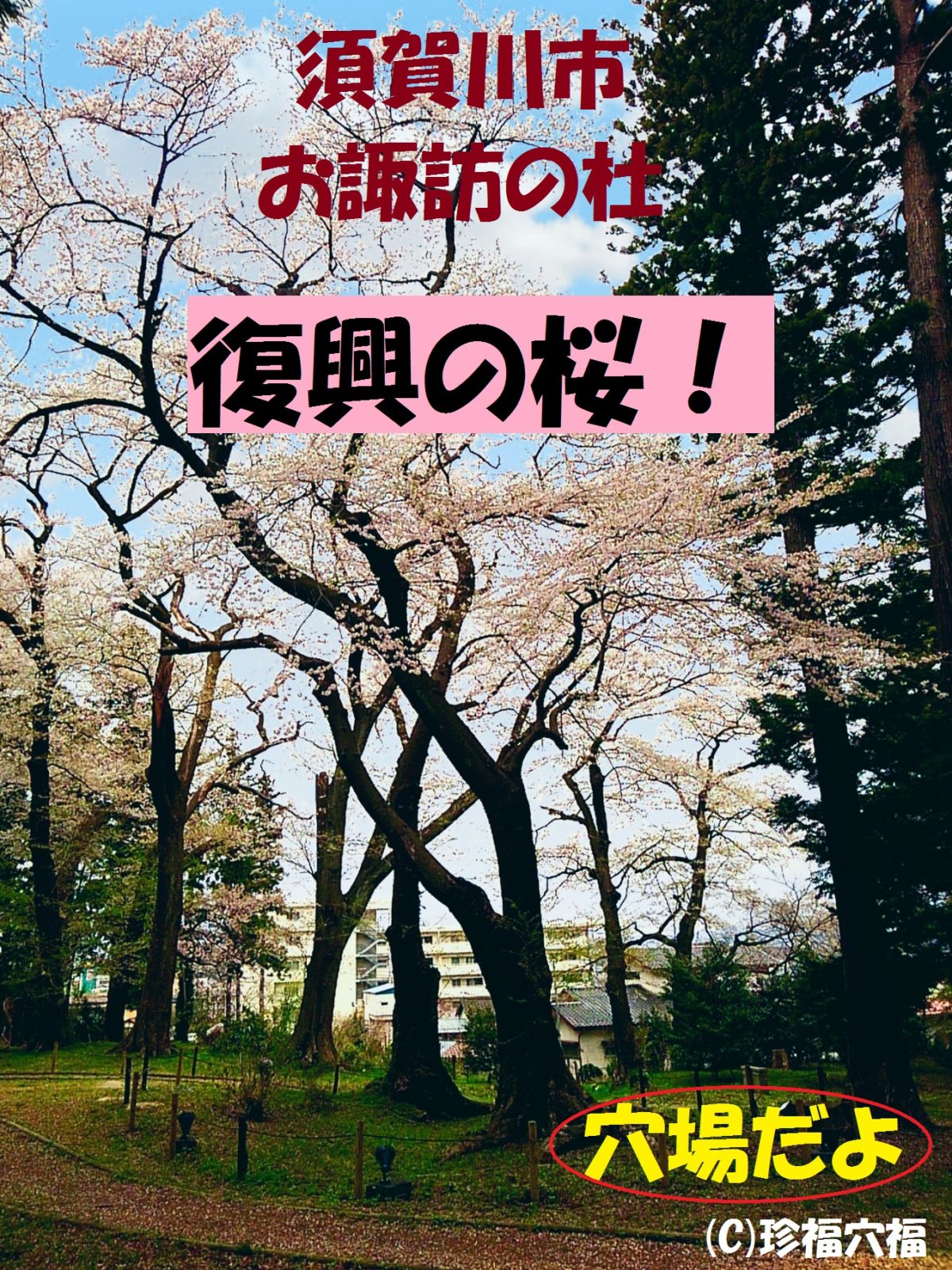 お諏訪の杜のエドヒガンが復興の桜に 須賀川市桜スポット穴場 珍福穴福 福島県穴場観光ならおまかせ