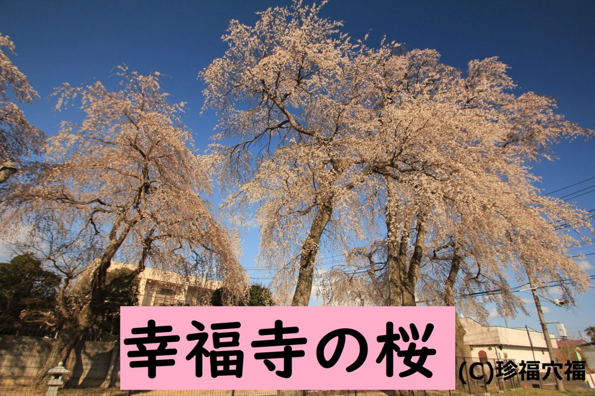 幸福寺の桜が綺麗！！【矢吹町の穴場観光、桜スポット】